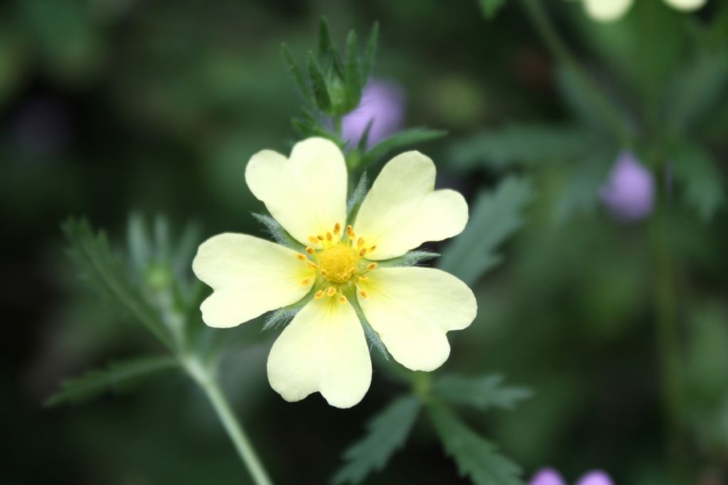 Potentilla recta